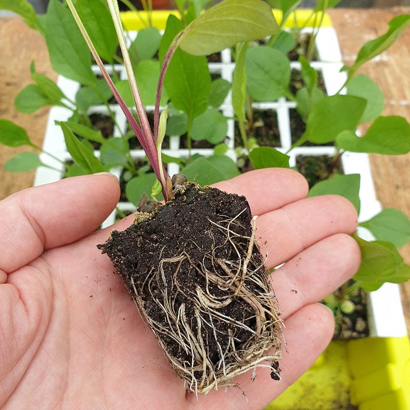 Bustaseed Propagation Tray