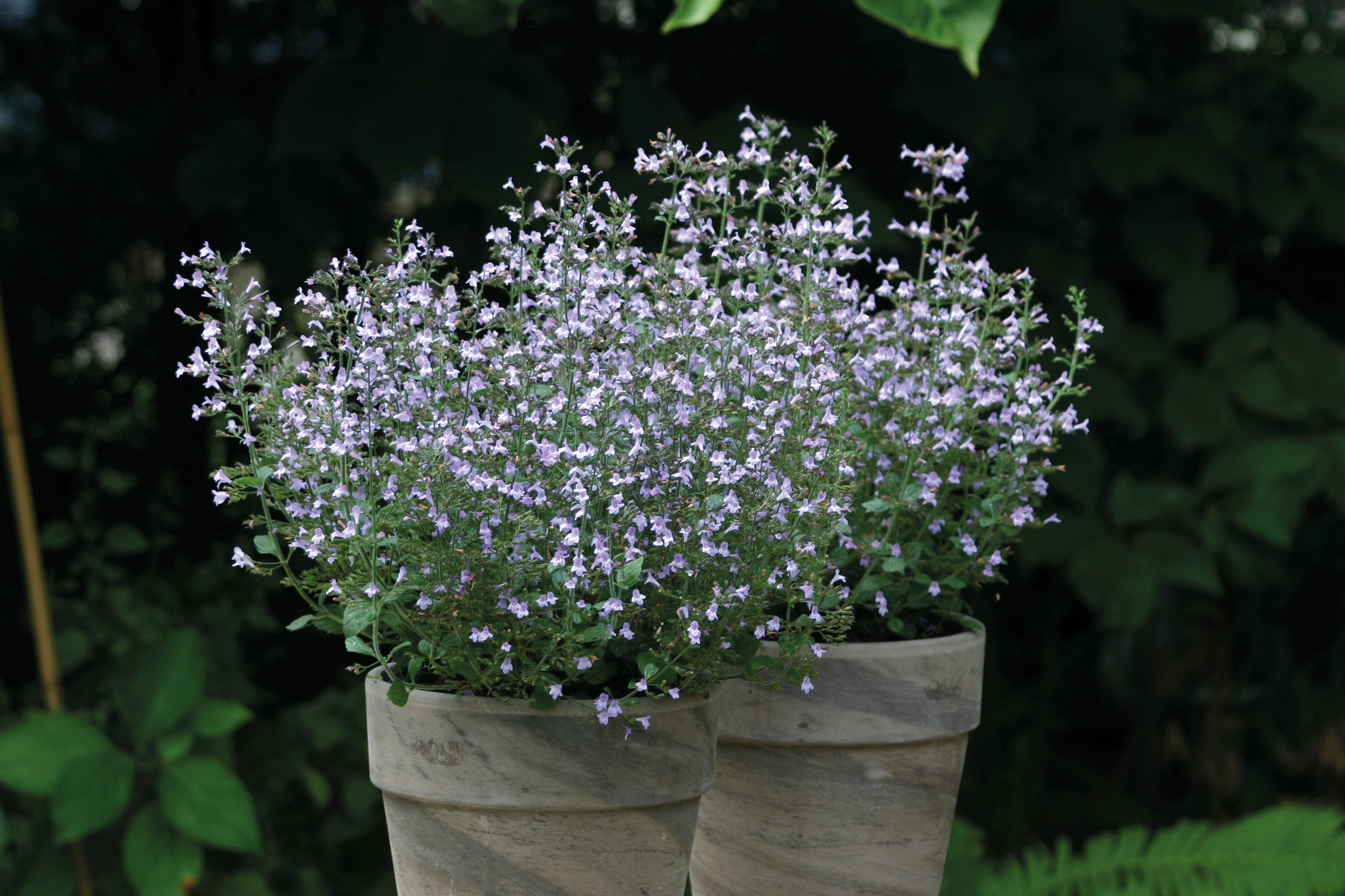 Calamintha nepeta Marvelette Blue Seeds