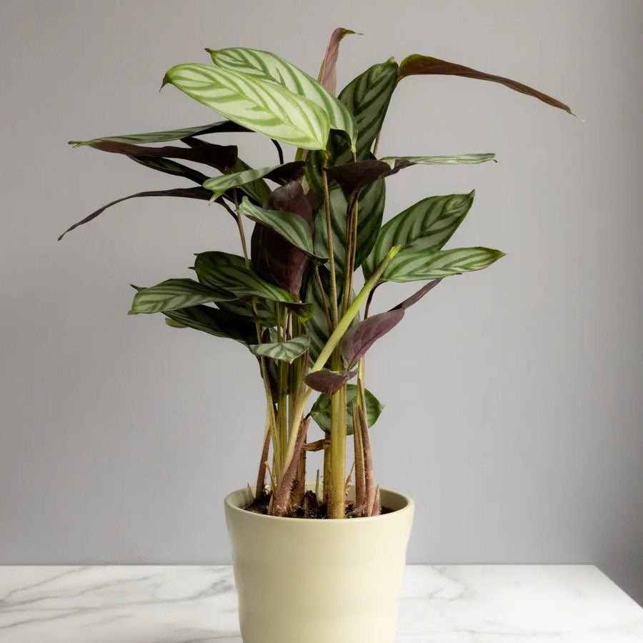 Calathea Compactstar in Glazed Cognac Ceramic