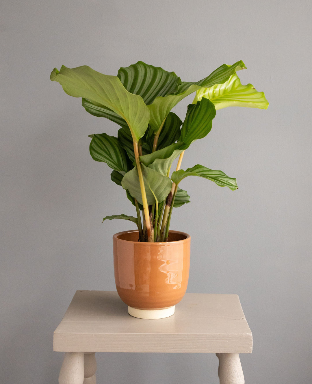 Calathea Orbifolia in Glazed Cognac Ceramic