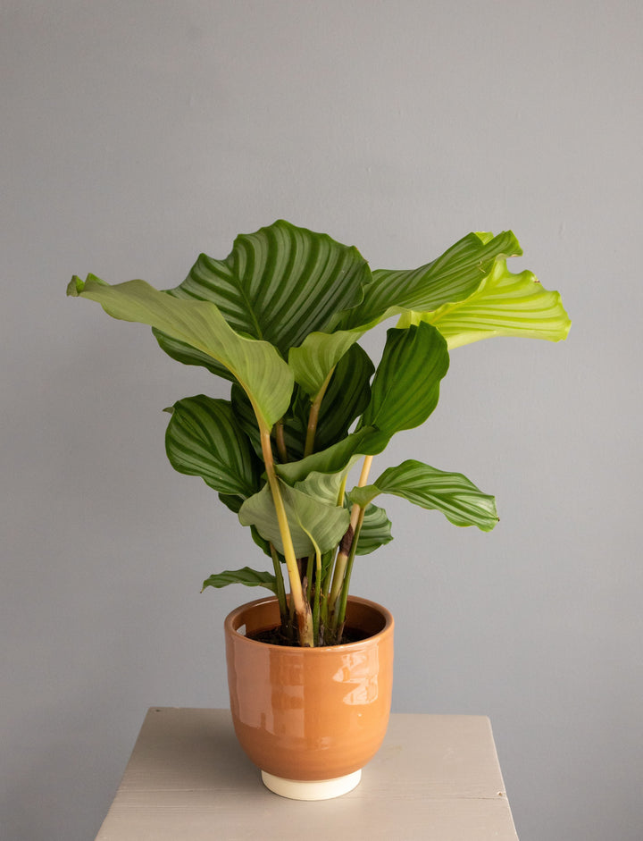 Calathea Orbifolia in Glazed Cognac Ceramic