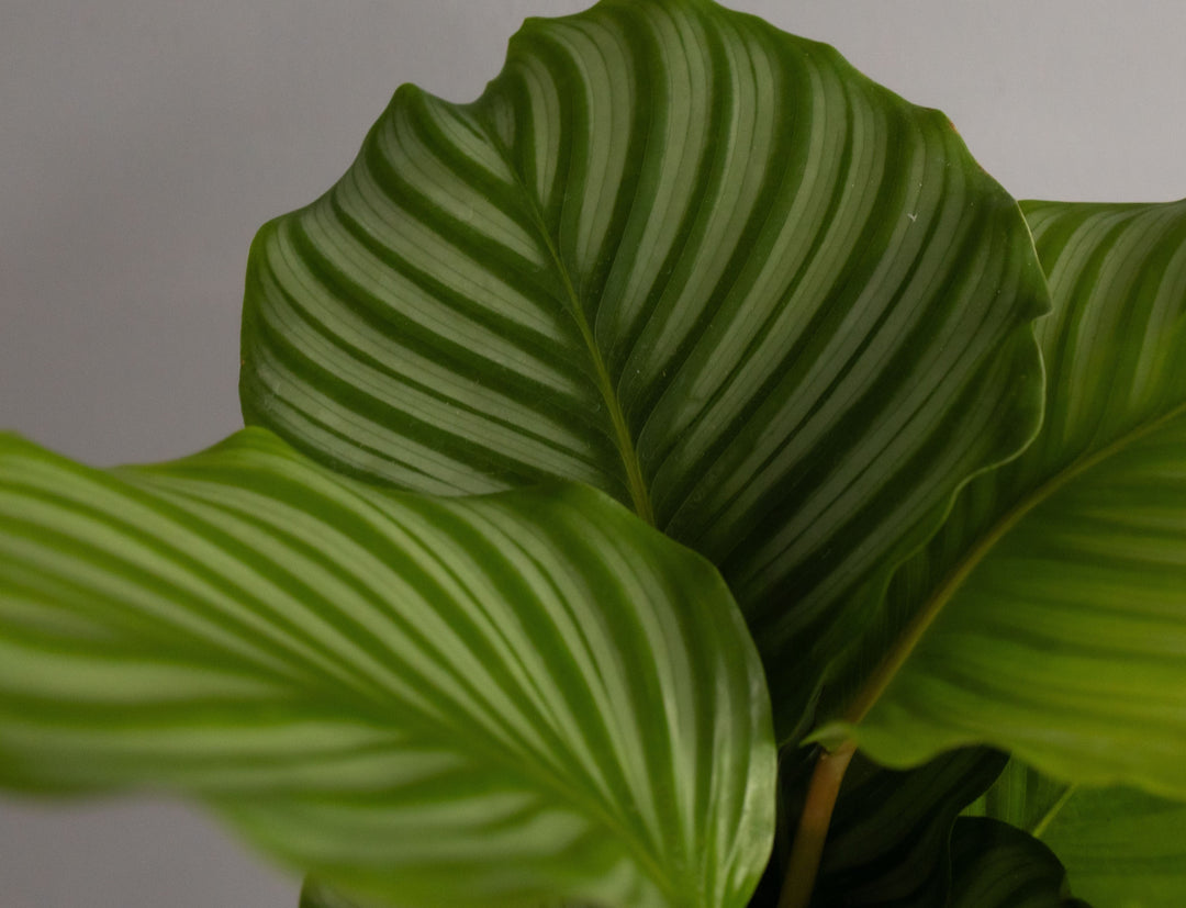 Calathea Orbifolia in Glazed Cognac Ceramic