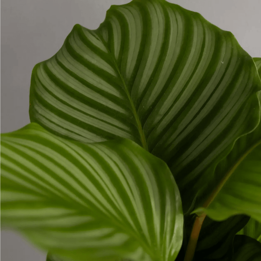 Calathea Orbifolia in Glazed Cognac Ceramic