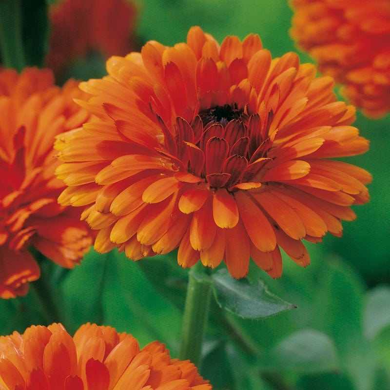 Calendula Indian Prince