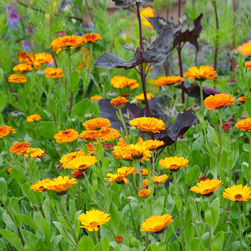 Calendula Indian Prince