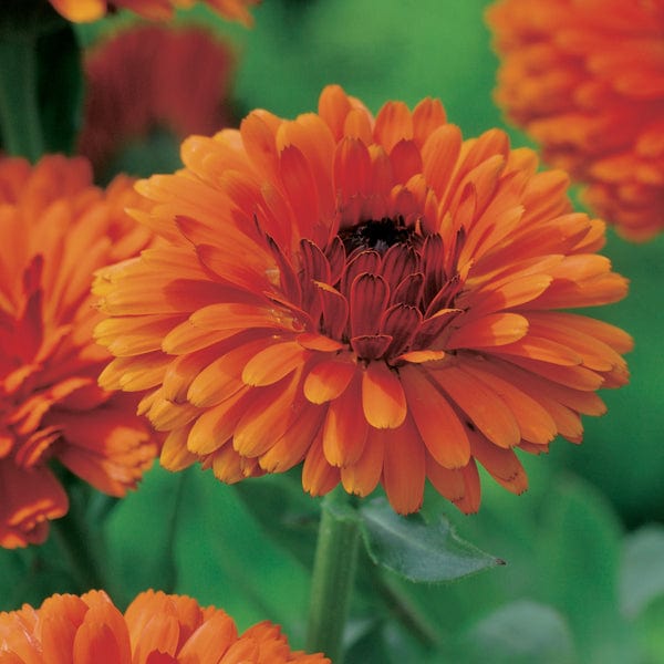 Calendula Indian Prince