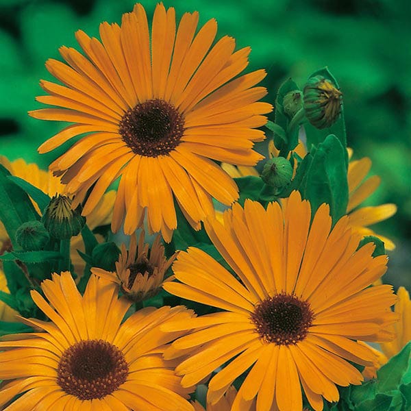 Calendula Pot Marigold Nova Seeds