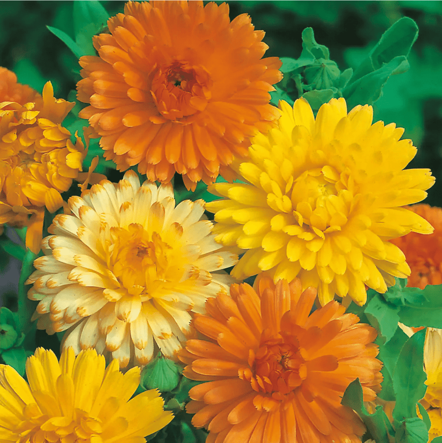 Calendula Pot Marigold Nova Seeds