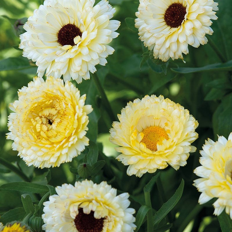 Calendula Snow Princess