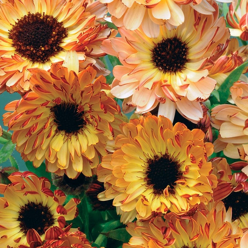 Calendula Sunset Buff