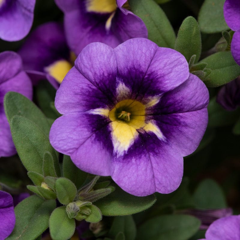 Calibrachoa Bumble Bee Blue