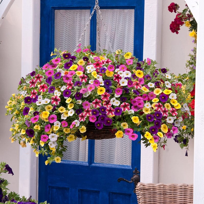 Calibrachoa Kabloom Mixed