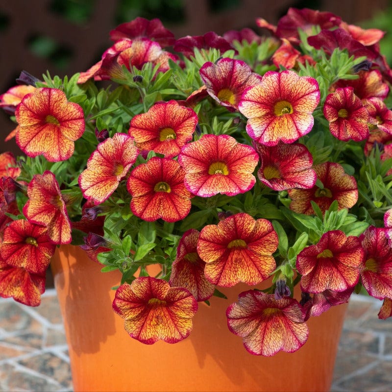 Calibrachoa Single Orientale Plants