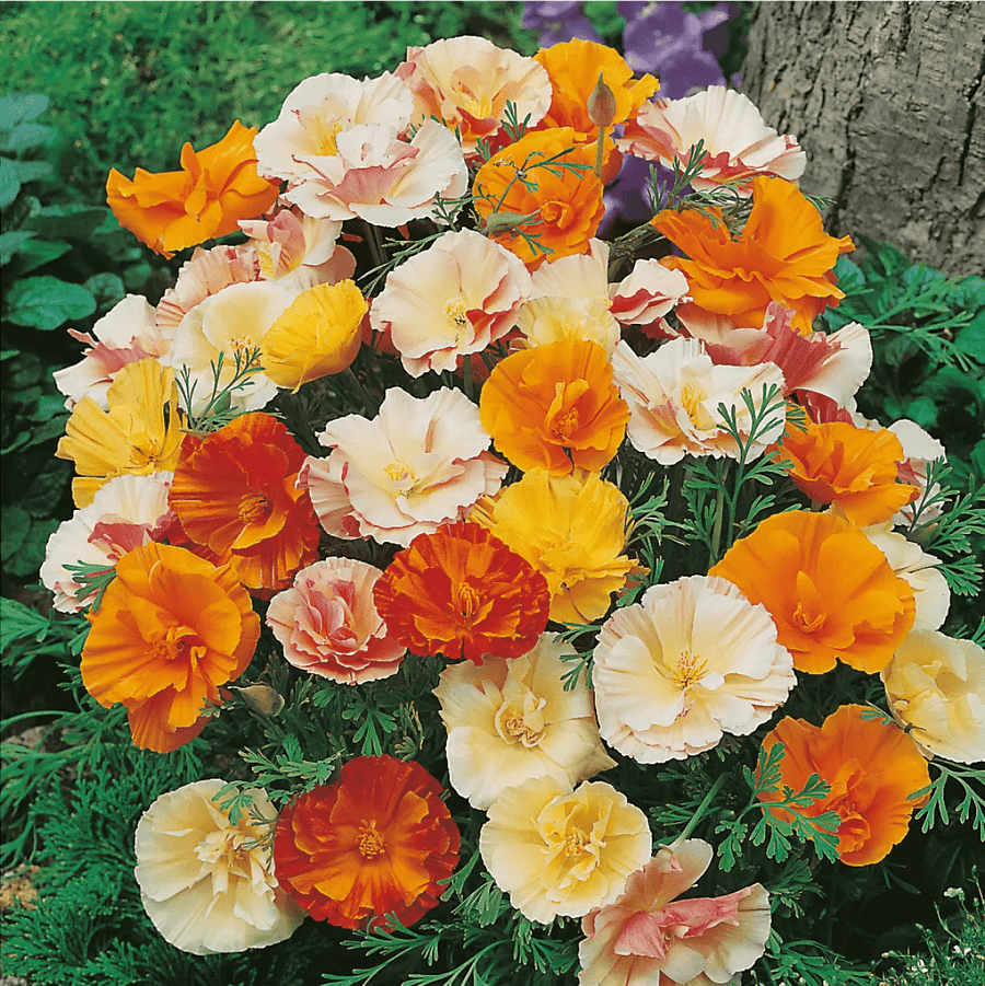 California Poppy Double Mixed Seeds