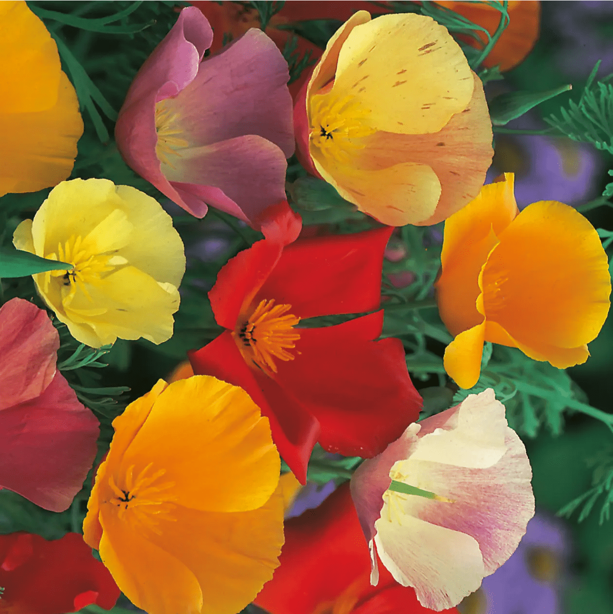 California Poppy Single Mixed Seeds