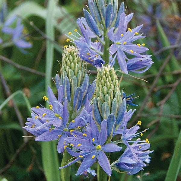 Camassia cusickii Flower Bulbs