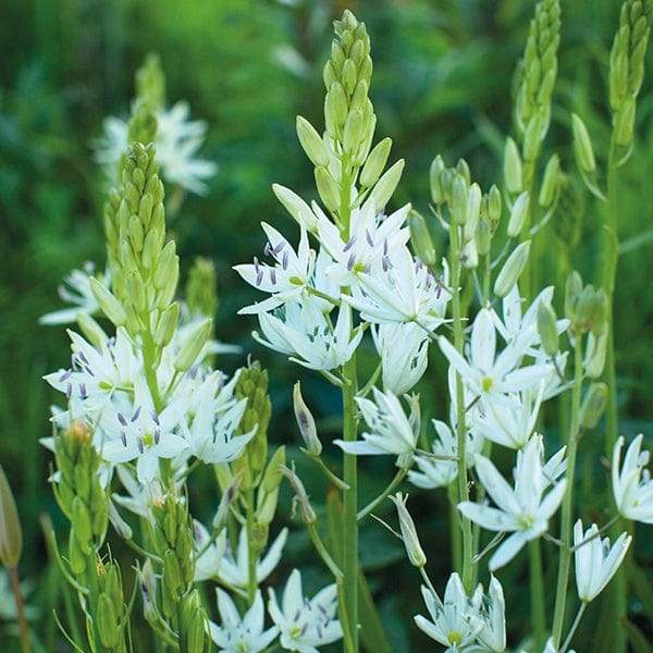 Camassia leichtlinii subsp. sukdorfii Alba Bulbs