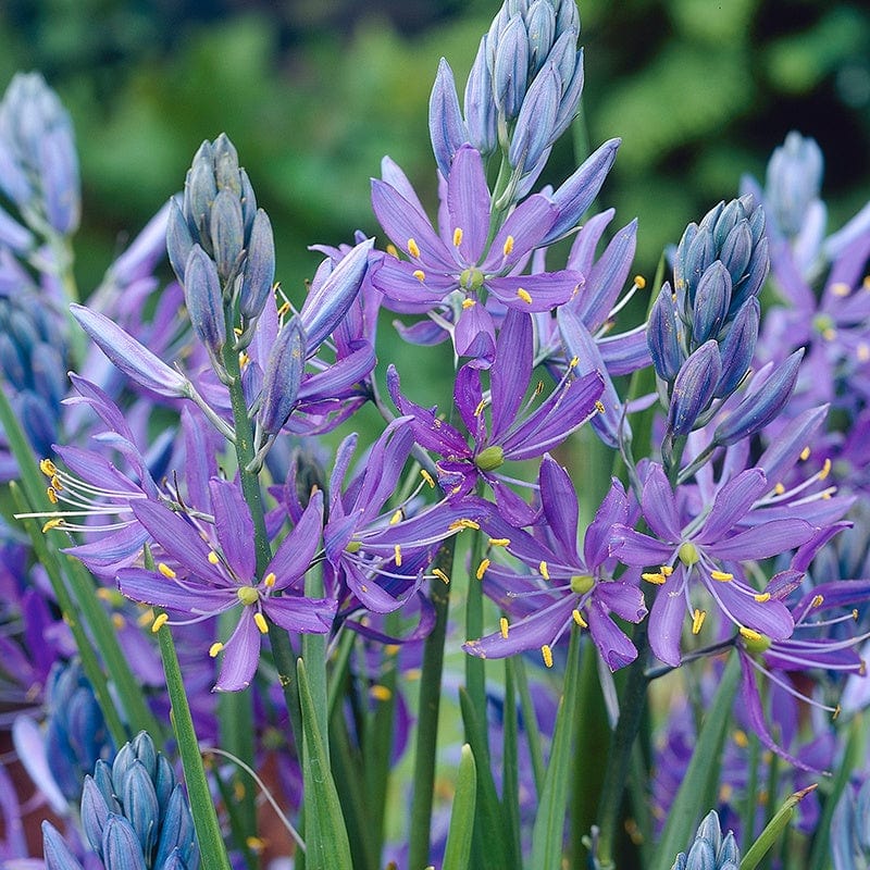 Camassia Quamash Flower Bulbs