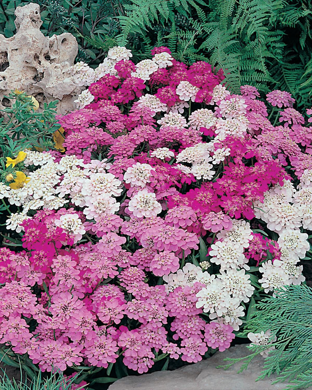 Candytuft Fairy Mixed Seeds