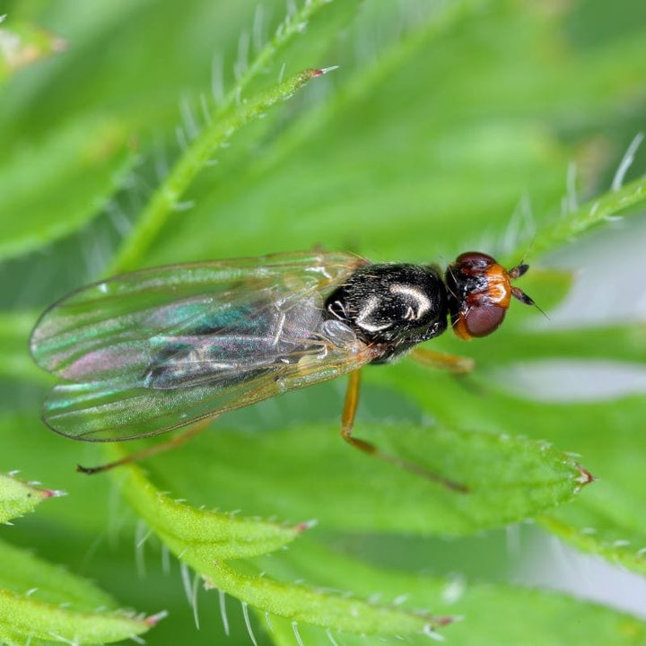 Carrot Root Fly Control Nematodes 60sq.m