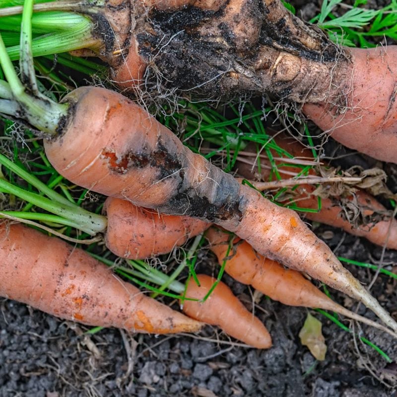 Carrot Root Fly Control Nematodes 60sq.m