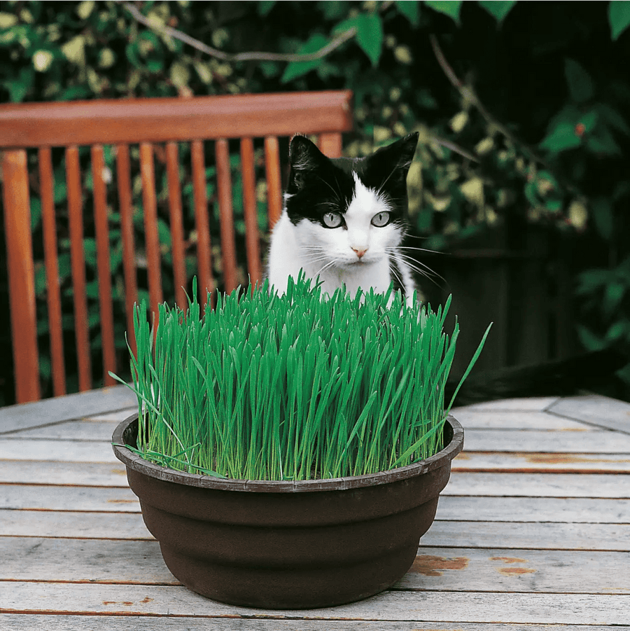 Cat Grass Avena Sativa Seeds