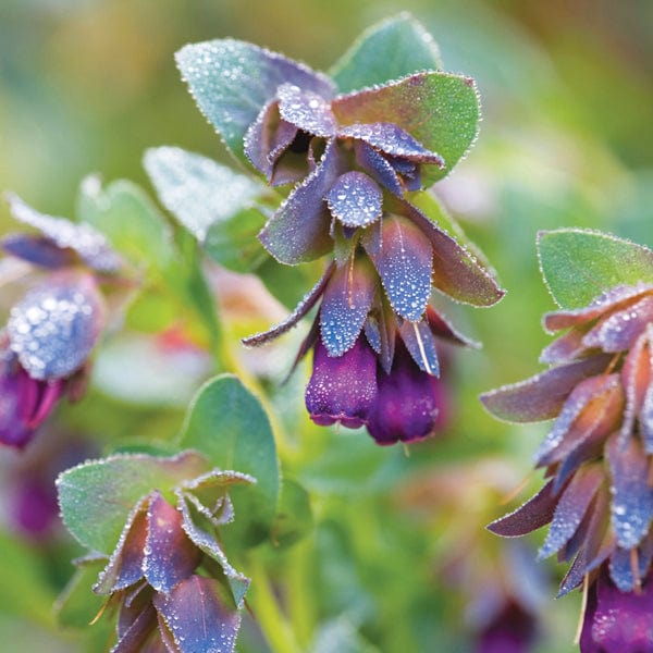 Cerinthe major Purpurescens