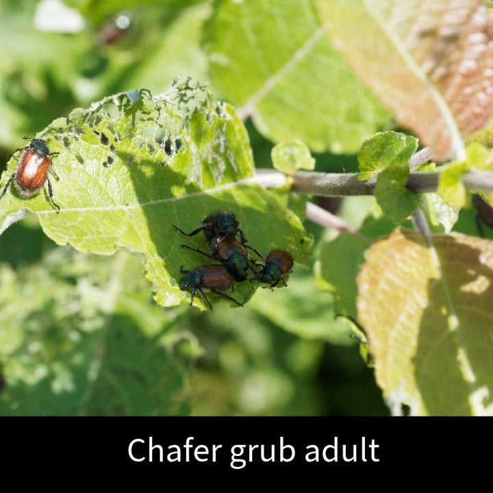 Chafer Grub Control Nematodes 100sq.m.