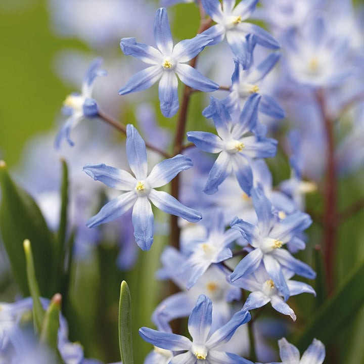 Chionodoxa forbesii syn. C. luciliae Flower Bulbs