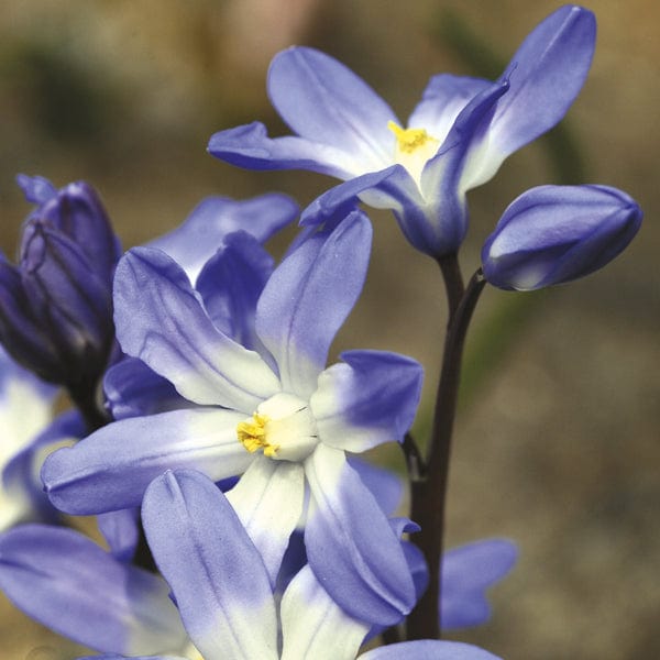 Chionodoxa forbesii syn. C. luciliae Flower Bulbs