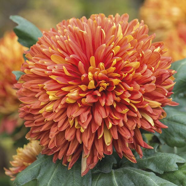 Chrysanthemum  Broadway Collection