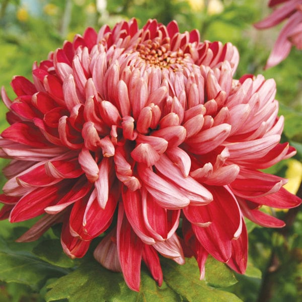 Chrysanthemum 'Cherry Chessington'