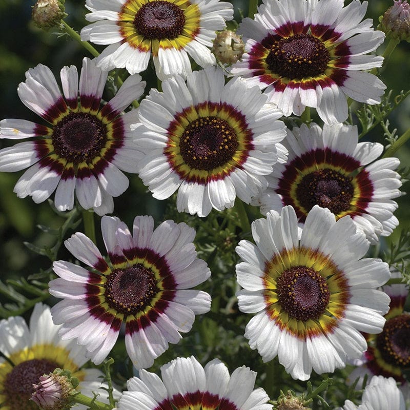 Chrysanthemum Cockade