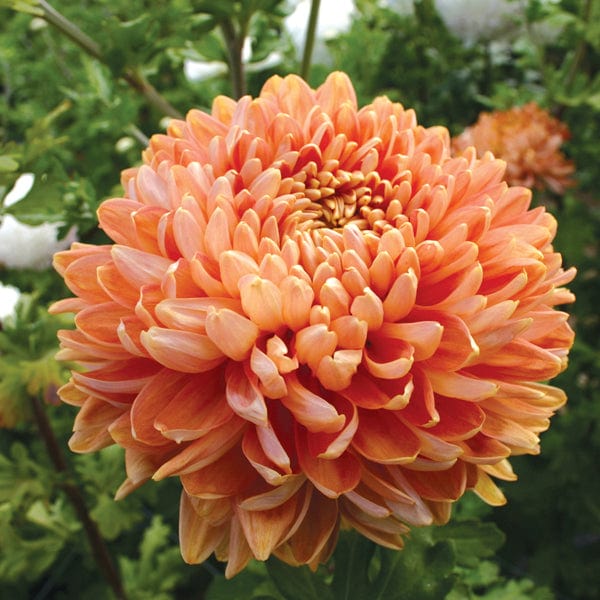 Chrysanthemum Dartmoor Collection