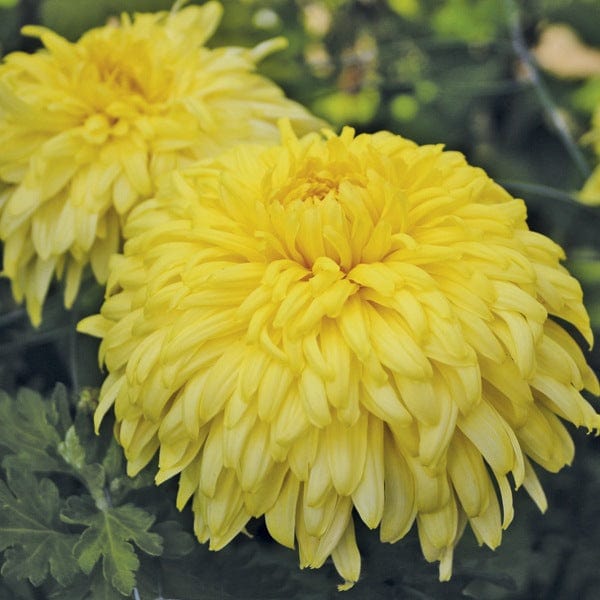 Chrysanthemum Exmoor Collection