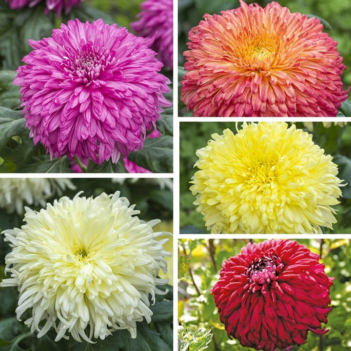 Chrysanthemum Exmoor Collection