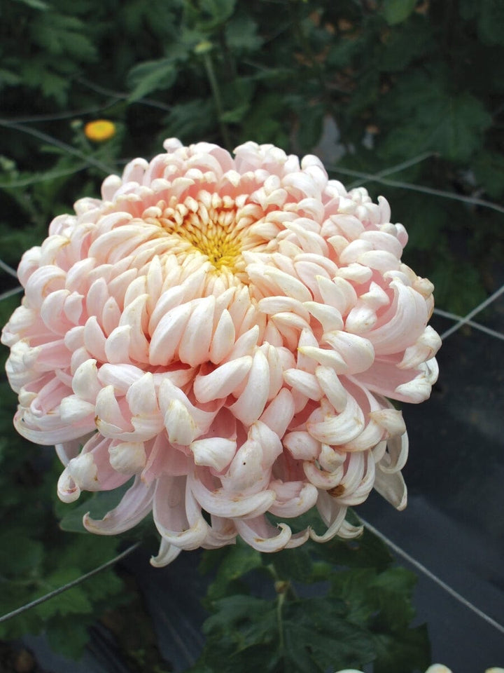 Chrysanthemum Growers Collection