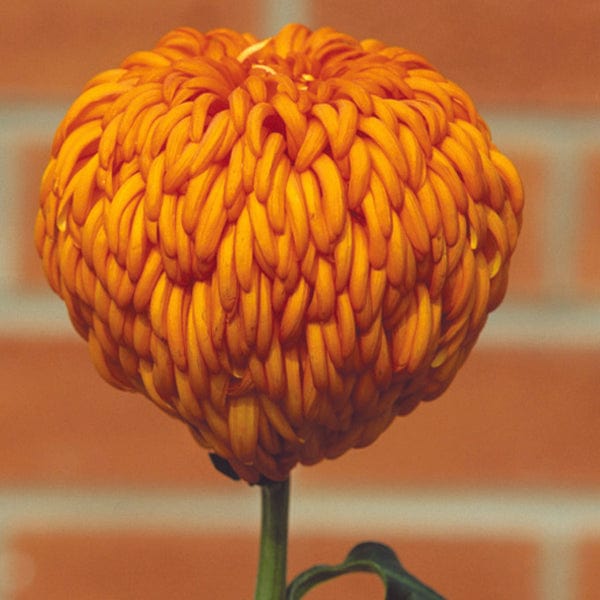 Chrysanthemum 'Laser'