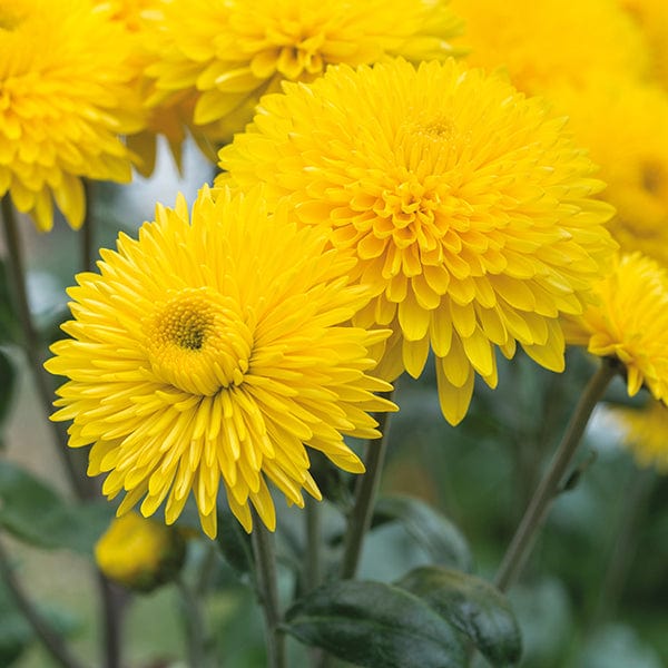 Chrysanthemum Margaret  Collection