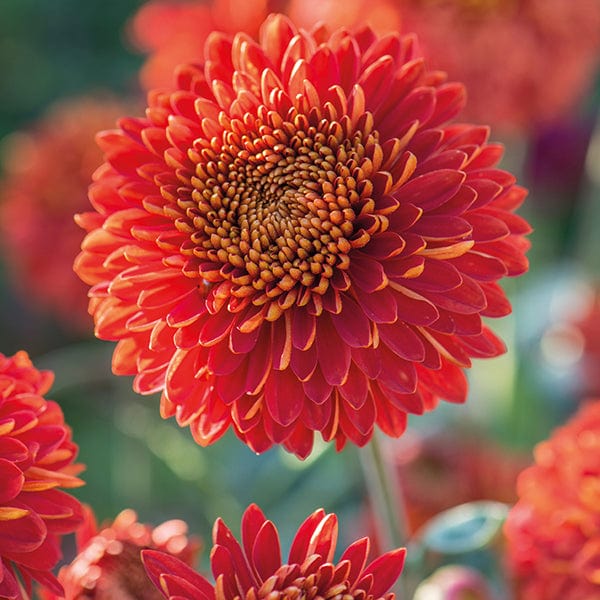 Chrysanthemum Margaret  Collection