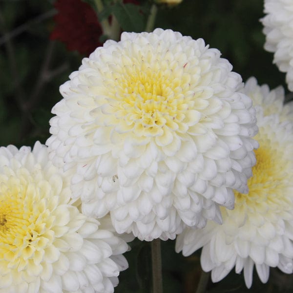 Chrysanthemum Margaret  Collection