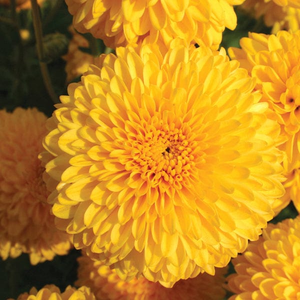 Chrysanthemum 'Pennine Goal'