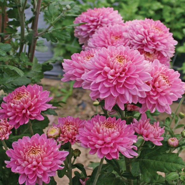 Chrysanthemum 'Pennine Jane'