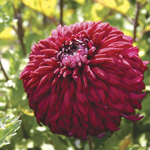 Chrysanthemum 'Pot Black'