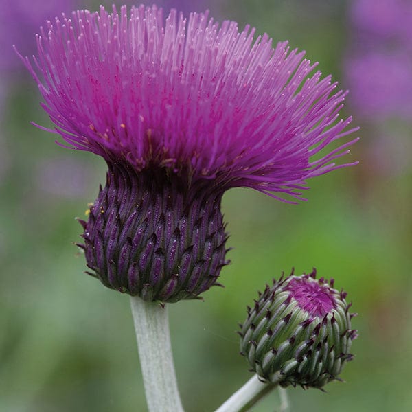 Cirsium Trevor's Blue Wonder