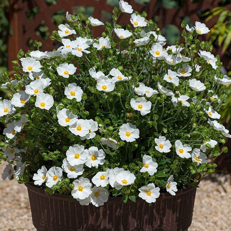 Cistus Thrive