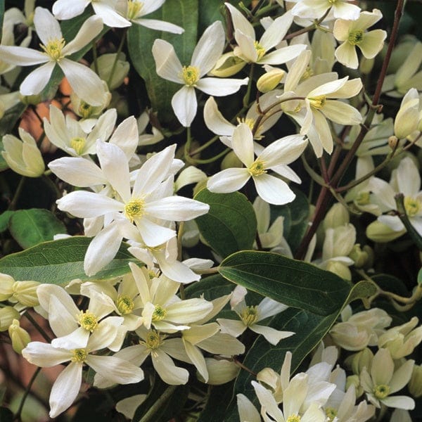 Clematis armandii Potted Plant