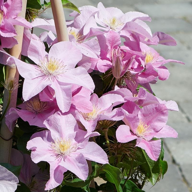 Clematis Boulevard Pompeii Plants