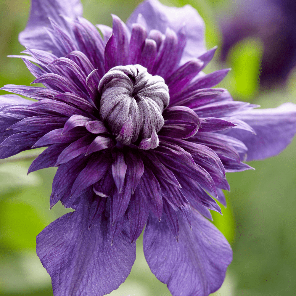 Clematis Double Flower Collection Plants