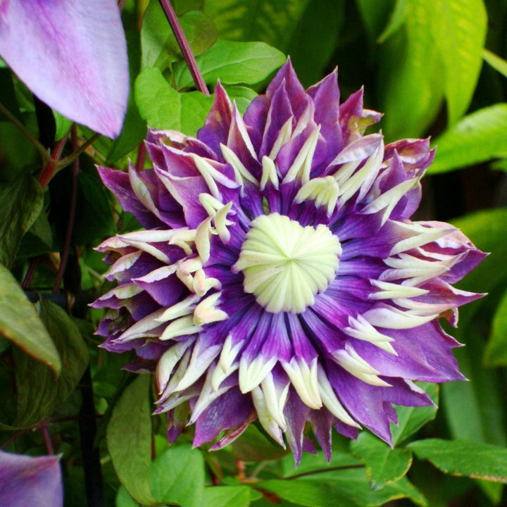 Clematis Double Flower Collection Plants